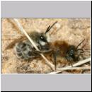 Colletes cunicularius - Weiden-Seidenbiene 15 13mm.jpg